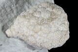 Cystoid Fossil (Holocystites) on Rock - Indiana #85695-1